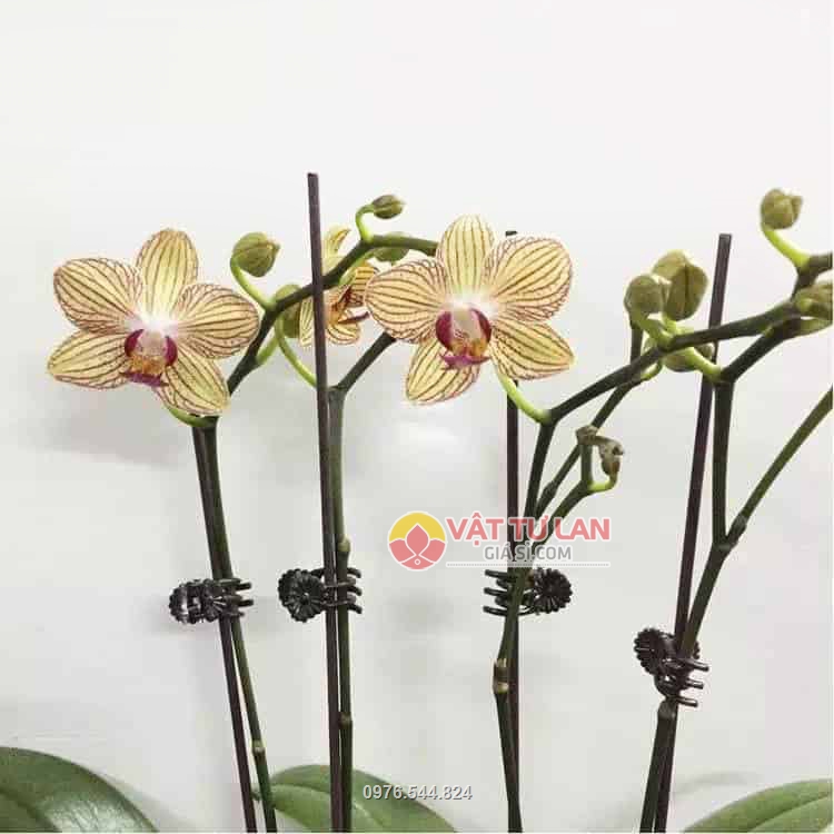 Kẹp bướm có thiết kế nhỏ gọn, lò xo đàn hồi tạo ra lực vừa đủ để kẹp thân lan mà không lo dập thân hoa Kẹp bướm có thiết kế nhỏ gọn, lò xo đàn hồi tạo ra lực vừa đủ để kẹp thân lan mà không lo dập thân hoa
